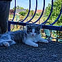 Alfie participe au concours pour gagner de l'argent avec cette photo : kitten, cat, animal, pet, outdoor, garden, fence, blue_bars, sunlight, greenery, house, grass, relaxing, fur, young_animal, nature, daytime, paw, whiskers, cute