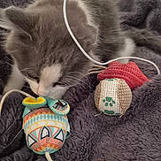Alfie a rejoint le concours — aidez-le/la à gagner de superbes lots ! kitten, cat, toy_mouse, string, wooden_stick, blanket, gray, white, furry, pet, indoor, cozy, playful, curious, closeup, soft_texture, animal, small_toys, resting, cute