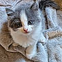 Alfie participe au concours pour gagner de l'argent avec cette photo : kitten, cat, gray, white, furry, pet, animal, cute, soft, blanket, cozy, indoor, young, small, whiskers, ears, tail, paws, looking_up, curious