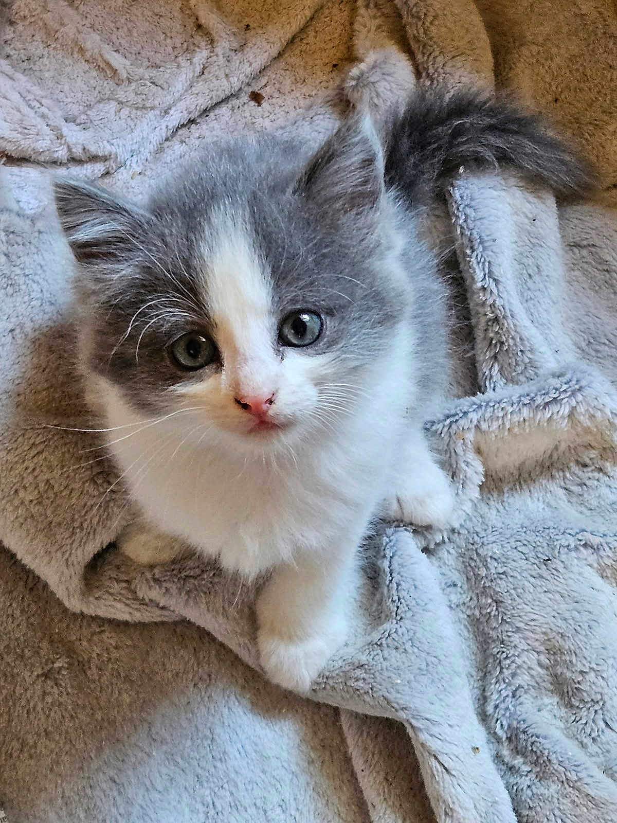 Alfie participe au concours pour gagner de l'argent avec cette photo : kitten, cat, gray, white, furry, pet, animal, cute, soft, blanket, cozy, indoor, young, small, whiskers, ears, tail, paws, looking_up, curious