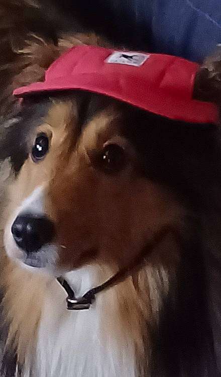 Poppy is registered to the contest to win money with this photo: baseball_cap, cap, carnivore, collar, companion_dog, dog, dog_breed, dog_collar, fashion_accessory, fedora, fur, hat, helmet, leash, personal_protective_equipment, pet_supply, snout, sun_hat, whiskers, working_animal