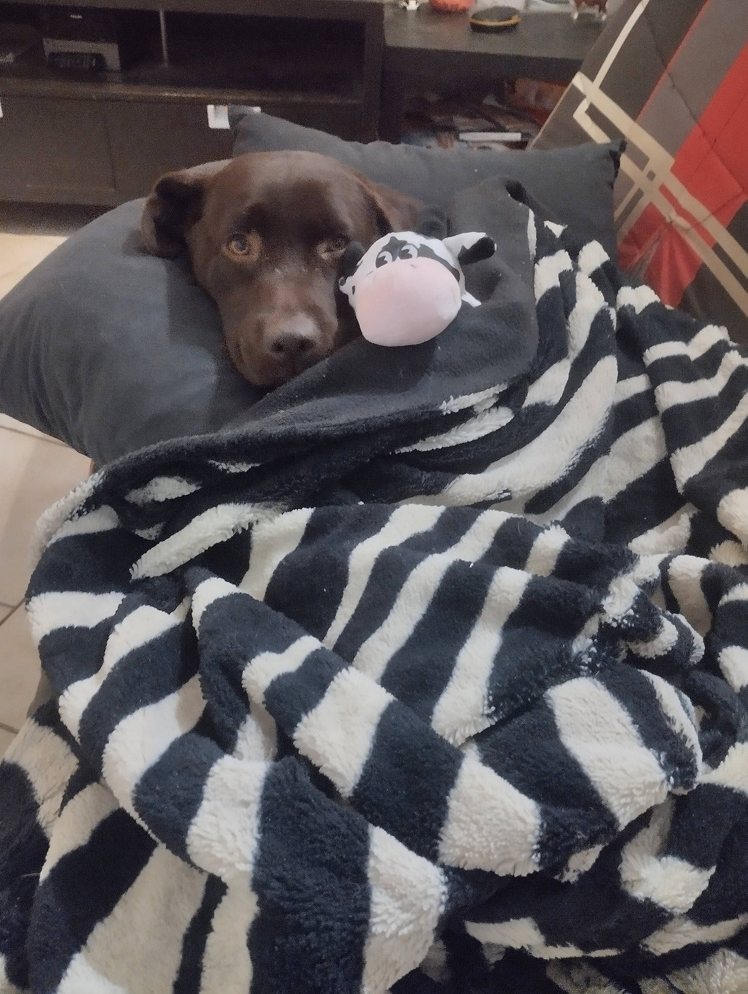 Oxane a rejoint le concours — aidez-le/la à gagner de superbes lots ! bedding, canidae, carnivore, comfort, companion_dog, dog, dog_breed, dog_supply, fawn, flooring, fur, grey, linens, liver, pattern, snout, sporting_group, terrestrial_animal, whiskers, working_animal