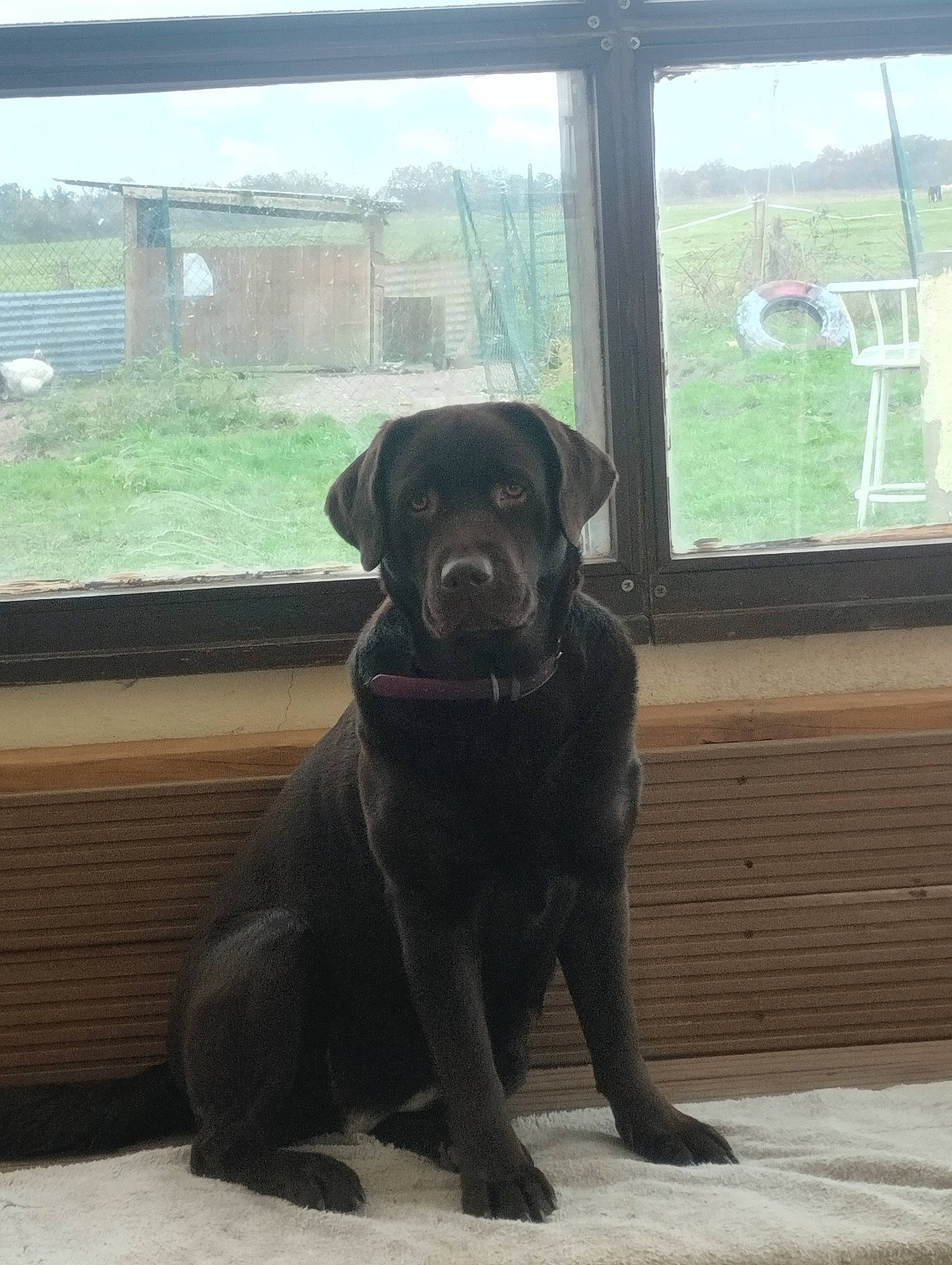 Oxane participe au concours pour gagner de l'argent avec cette photo : borador, carnivore, companion_dog, dog, dog_breed, dog_collar, fawn, fur, gun_dog, liver, plant, retriever, sky, snout, tail, terrestrial_animal, whiskers, window, wood, working_animal