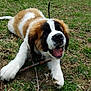 dog, puppy, saint_bernard, grass, stick, outdoor, playful, animal, pet, mammal, canine, cute, young, fur, tongue, happy, lying_down, chewing, nature, daylight