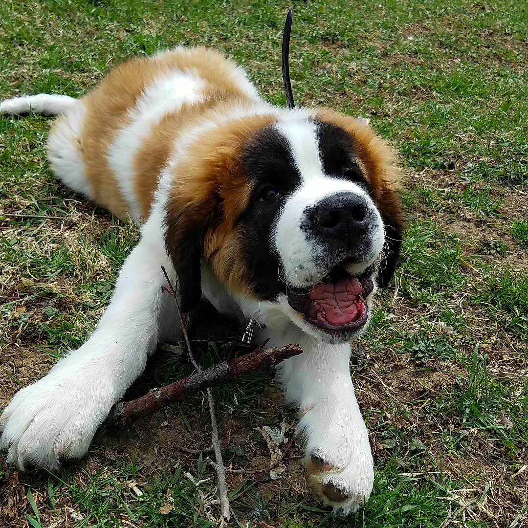 Bor is registered to the contest to win money with this photo: animal, canine, chewing, cute, daylight, dog, fur, grass, happy, lying_down, mammal, nature, outdoor, pet, playful, puppy, saint_bernard, stick, tongue, young
