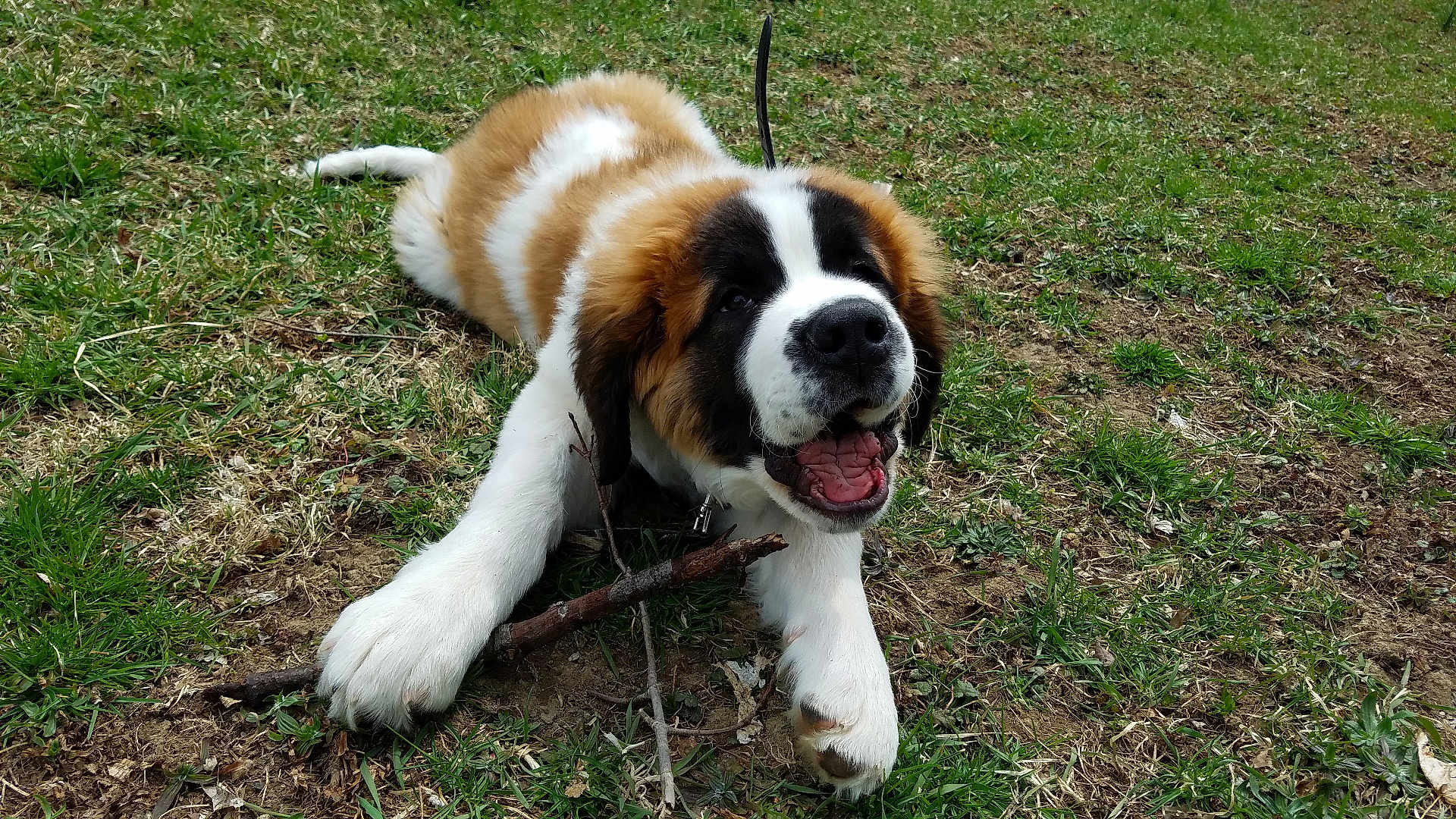 Bor is registered to the contest to win money with this photo: dog, puppy, saint_bernard, grass, stick, outdoor, playful, animal, pet, mammal, canine, cute, young, fur, tongue, happy, lying_down, chewing, nature, daylight