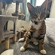 Pluto joined the competition — help win amazing prizes! cat, kitten, tabby, collar, pet, indoor, cat_tree, curious, furniture, curtains, white_paws, animal, domestic_cat, cute, playful, pet_accessory, soft_light, home, resting_cat, cozy