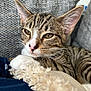 Pluto joined the competition — help win amazing prizes! cat, kitten, tabby, paw, whiskers, couch, blanket, fur, relaxed, indoor, pet, closeup, texture, resting, sleepy, animal, feline, cozy, soft, comfort