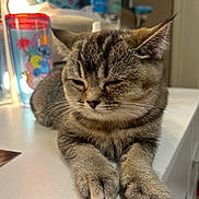 Baela joined the competition — help win amazing prizes! animal, cat, closeup, cup, domestic, feline, fur, home, indoor, kitchen, mug, paw, pet, relaxed, resting, sleepy, surface, tabby, table, whiskers
