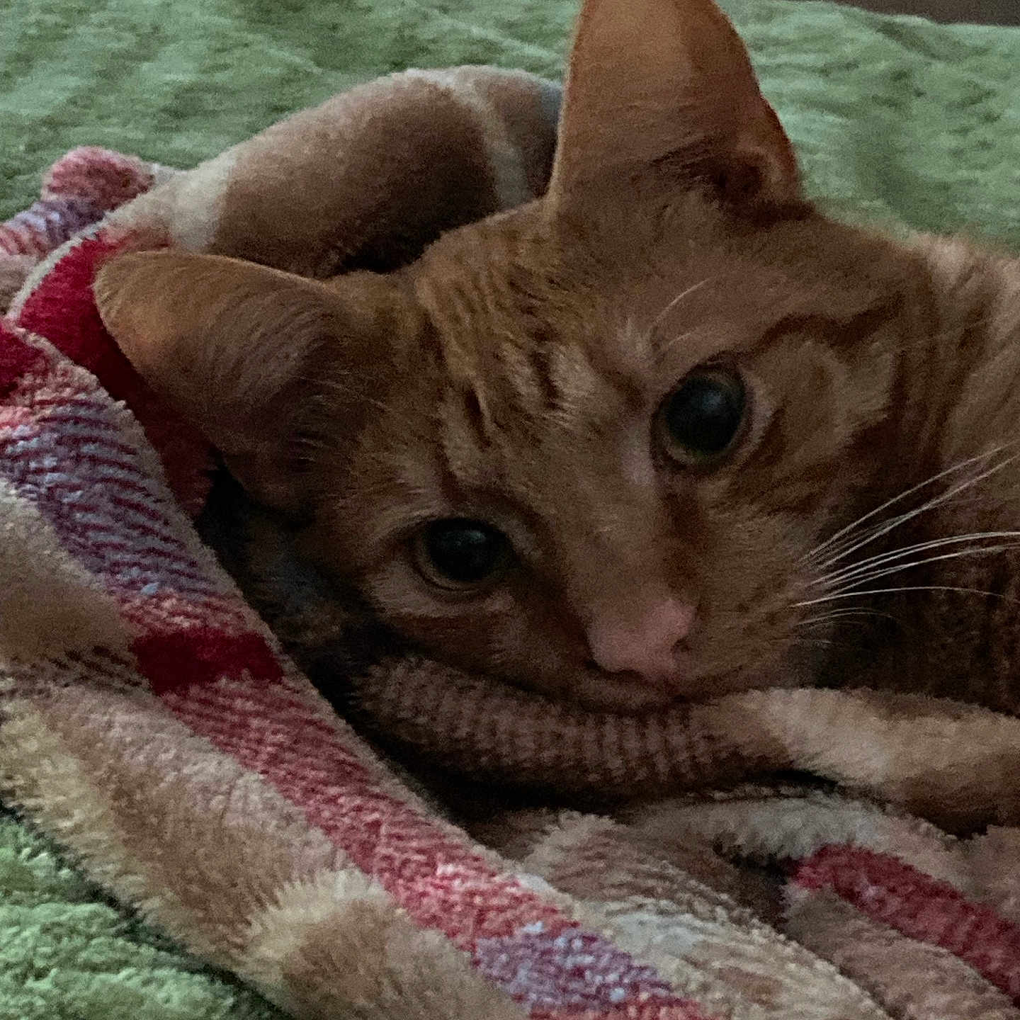 Charlie joined the competition — help win amazing prizes! abyssinian, animal, blanket, canine, cat, couch, dog, furniture, homedecor, kitten, laundry, linen, manx, person, pet, quilt, sleeping, towel