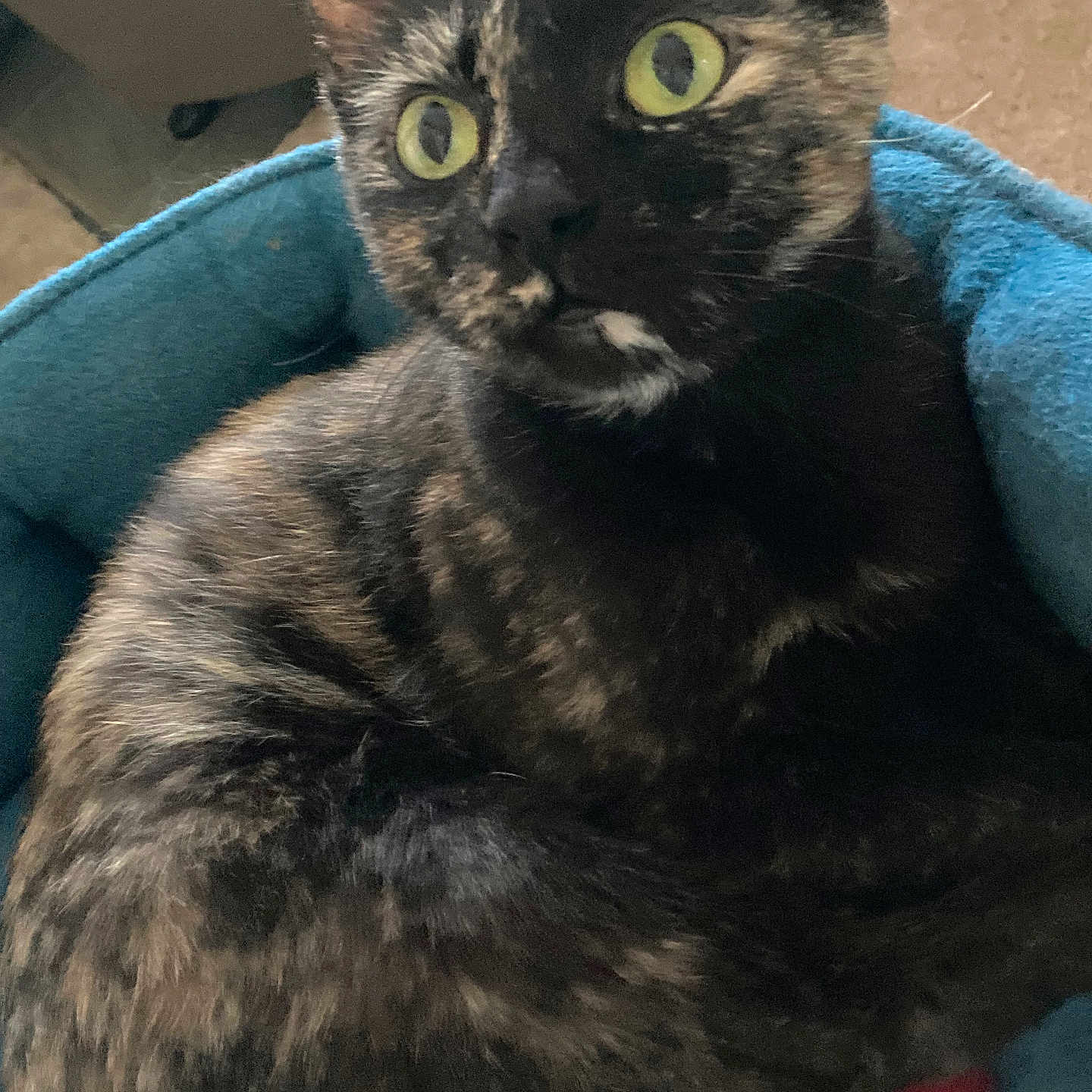 Layla