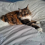 Tikaya a rejoint le concours — aidez-le/la à gagner de superbes lots ! cat, fluffy, bed, lying_down, stretching, fur, tabby, white_paws, relaxed, indoor, pet, animal, sleepy, comfort, resting, soft, cute, whiskers, green_eyes, feline