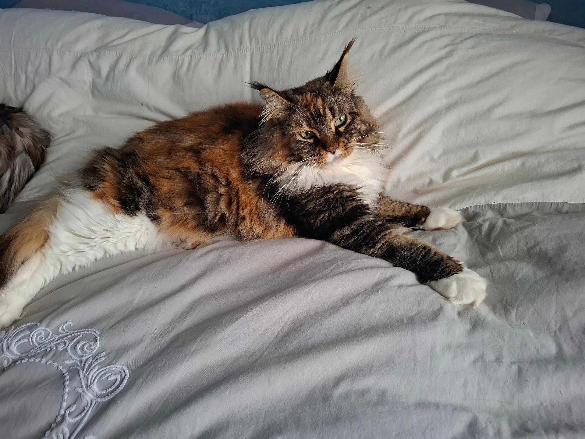 Tikaya a rejoint le concours — aidez-le/la à gagner de superbes lots ! cat, fluffy, bed, lying_down, stretching, fur, tabby, white_paws, relaxed, indoor, pet, animal, sleepy, comfort, resting, soft, cute, whiskers, green_eyes, feline