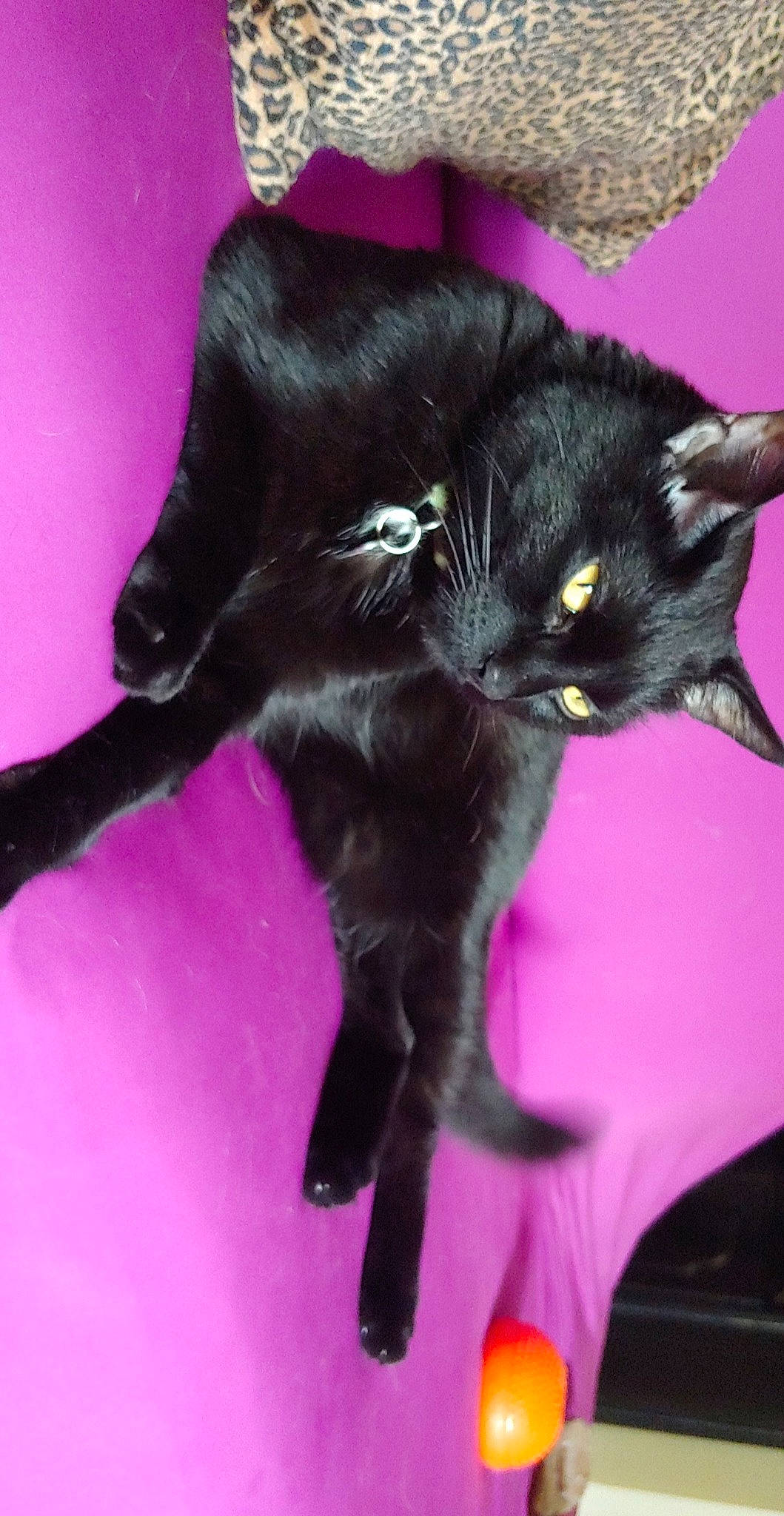 Mougli joined the competition — help win amazing prizes! black_cat, bombay, carnivore, cat, claw, dog_breed, felidae, fur, magenta, mammal, petal, plant, purple, small_to_medium_sized_cats, tail, whiskers