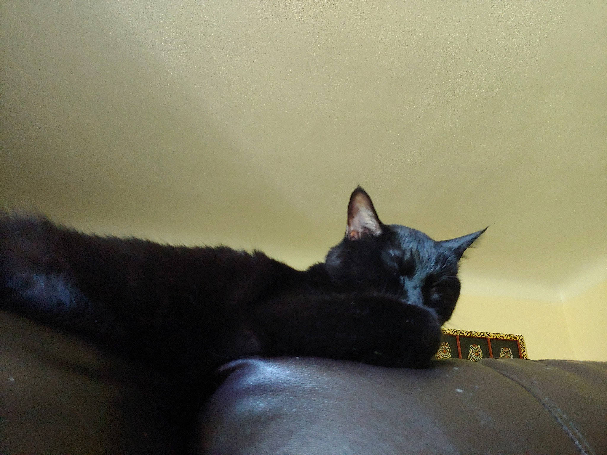 Mougli is registered to the contest to win money with this photo: black_cat, bombay, carnivore, cat, comfort, darkness, domestic_short_haired_cat, felidae, fur, grey, plant, room, sitting, small_to_medium_sized_cats, snout, tail, terrestrial_animal, tree, whiskers, window