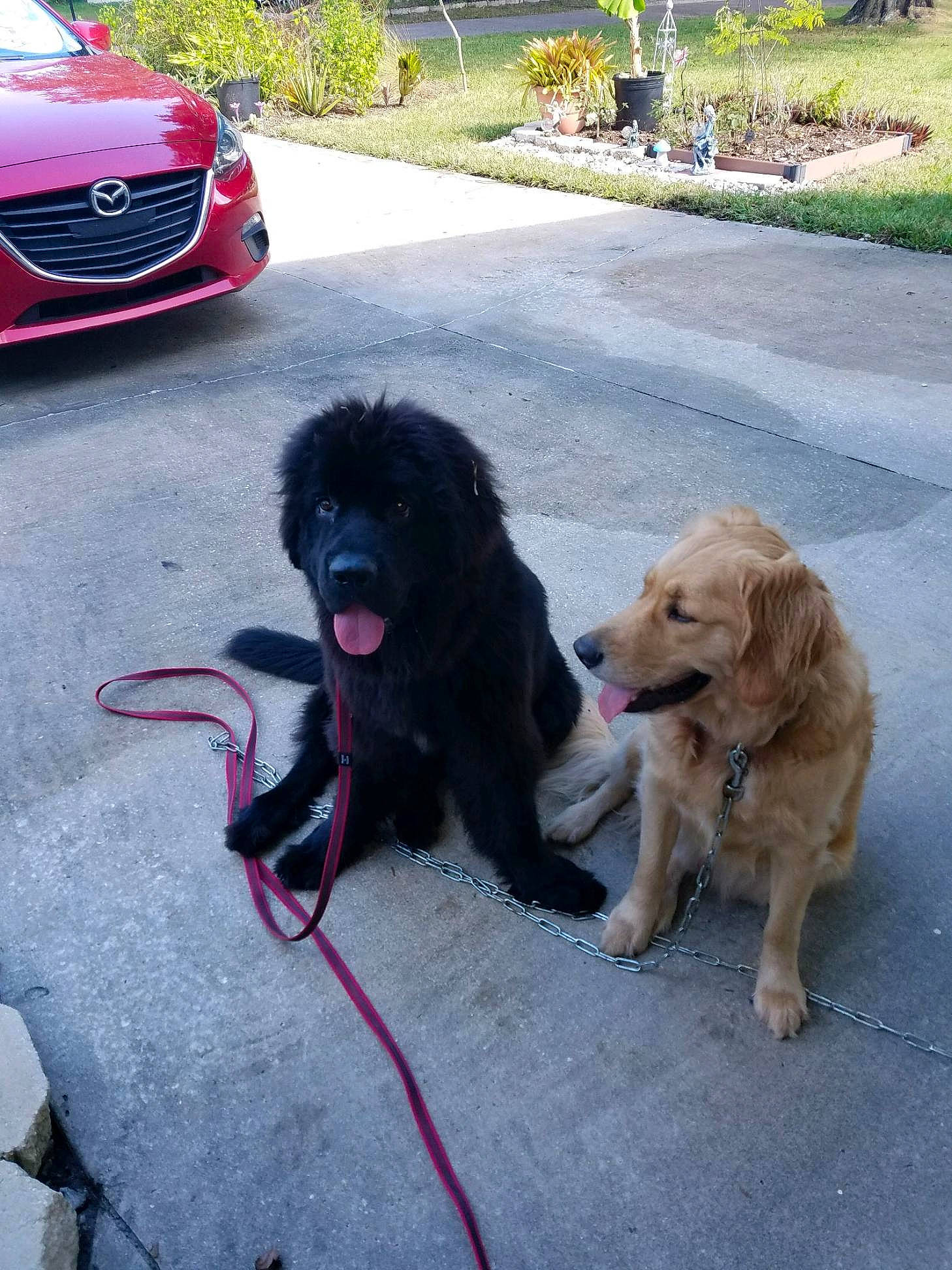 Mishka is registered to the contest to win money with this photo: automotive_design, automotive_lighting, automotive_tire, car, carnivore, collar, companion_dog, dog, dog_breed, fender, grille, hood, personal_luxury_car, plant, road_surface, tints_and_shades, tire, vehicle, vehicle_door, vehicle_registration_plate