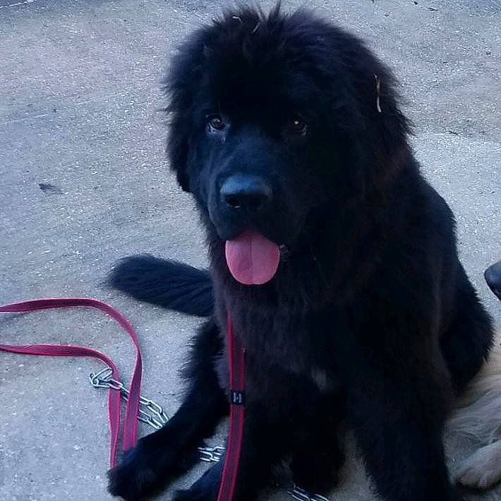 Mishka joined the competition — help win amazing prizes! ancient_dog_breeds, borador, canidae, carnivore, collar, companion_dog, dog, dog_breed, dog_collar, fur, gaddi_kutta, giant_dog_breed, guard_dog, herding_dog, leonberger, magenta, snout, sporting_group, working_animal, working_dog