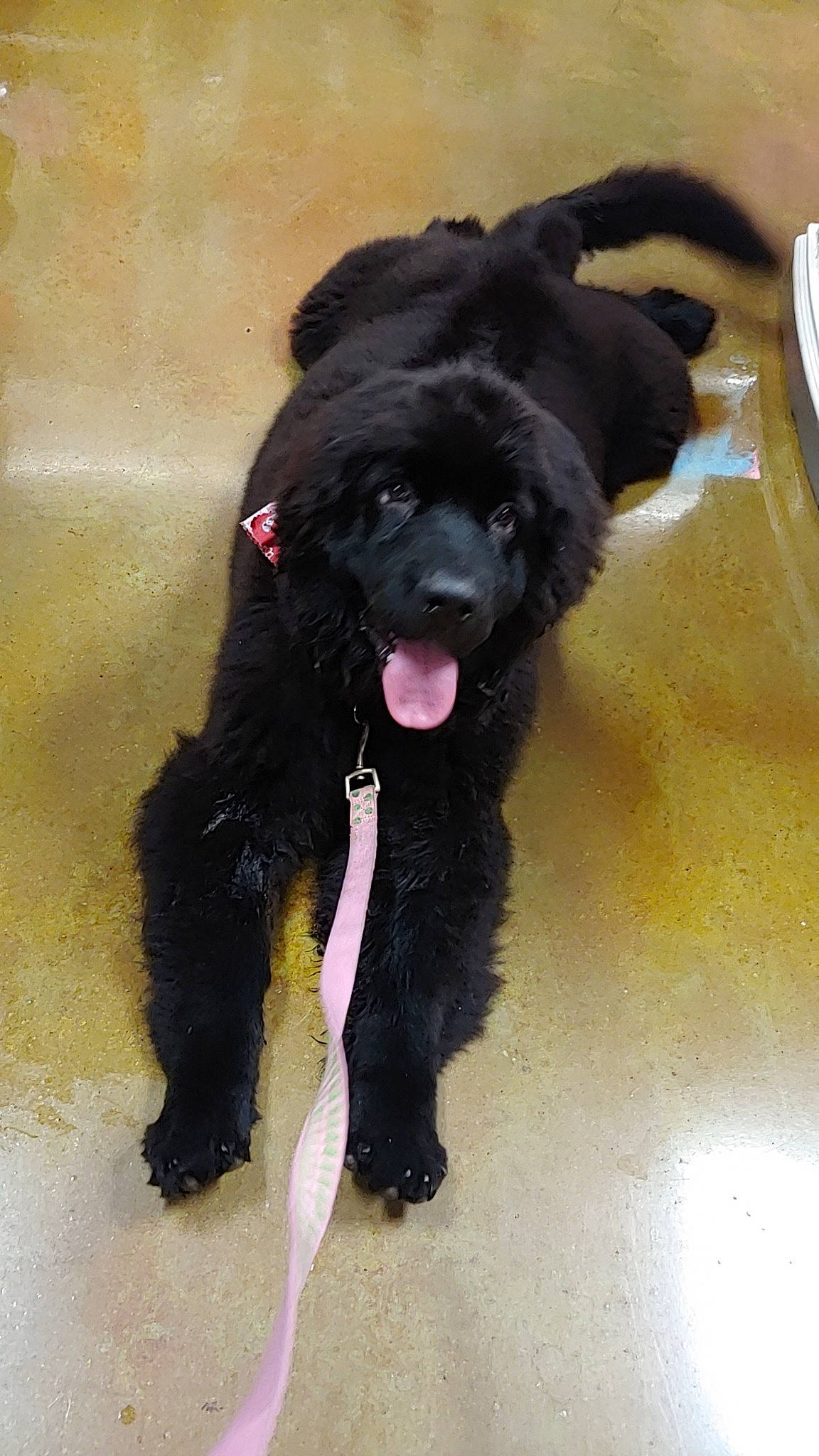 Mishka joined the competition — help win amazing prizes! ancient_dog_breeds, borador, canidae, carnivore, companion_dog, dog, dog_breed, fur, giant_dog_breed, guard_dog, liver, non_sporting_group, serveware, sporting_group, tail, toy_dog, working_animal, working_dog