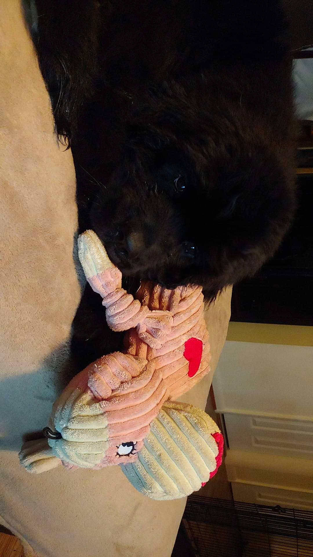 Mishka is registered to the contest to win money with this photo: bear, cap, companion_dog, dog_breed, fur, gesture, glove, nail, peach, plush, stuffed_toy, tail, teddy_bear, thread, toy, tree, wood, wool, woolen, wrist