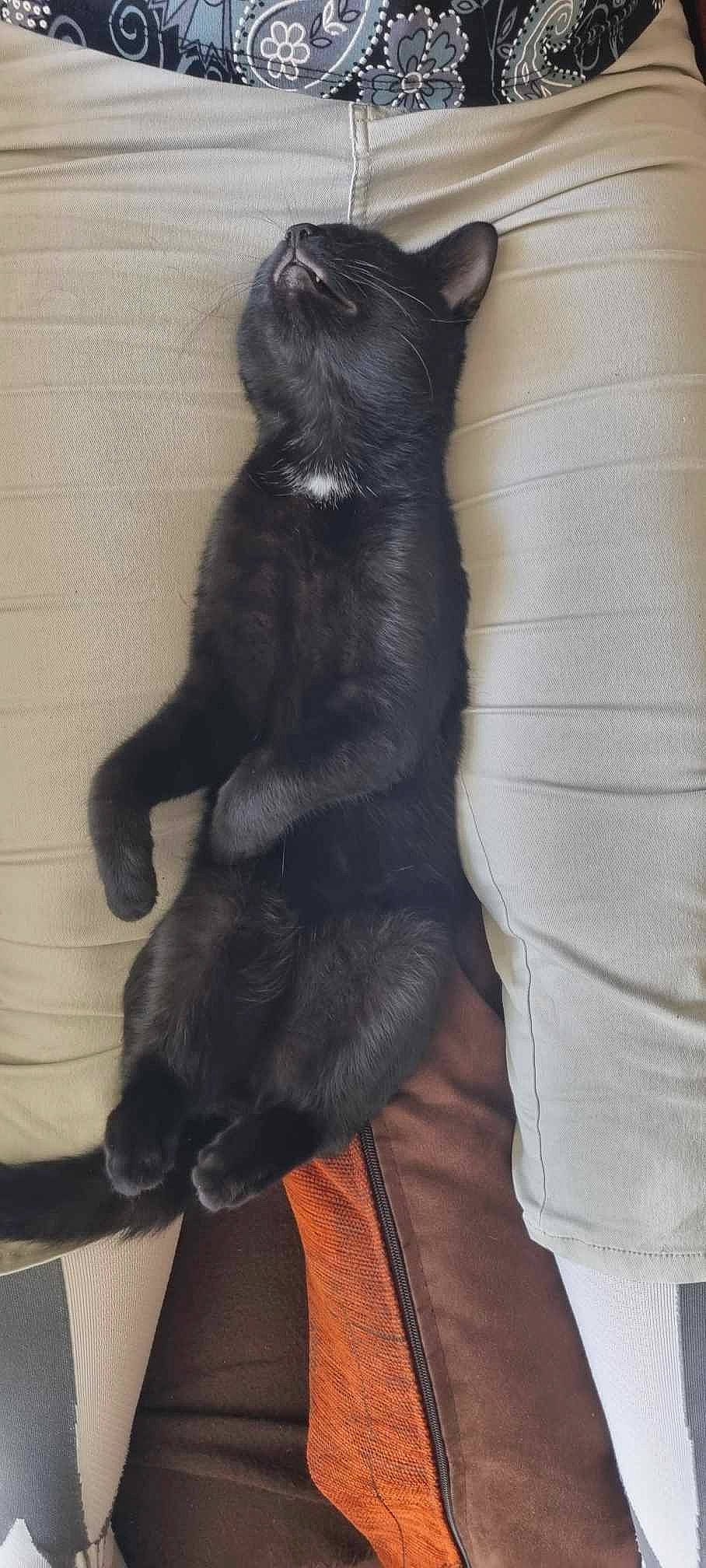 Marcel a rejoint le concours — aidez-le/la à gagner de superbes lots ! black_cat, carnivore, comfort, companion_dog, dog_breed, electric_blue, fawn, felidae, fur, gesture, grey, natural_material, sleeve, small_to_medium_sized_cats, snout, sporting_group, tail, terrestrial_animal, textile, whiskers