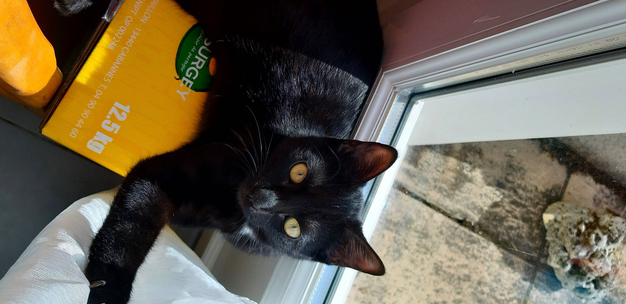 Marcel a rejoint le concours — aidez-le/la à gagner de superbes lots ! black_cat, bombay, carnivore, cat, claw, domestic_short_haired_cat, felidae, flooring, fur, human_leg, small_to_medium_sized_cats, snout, tail, whiskers