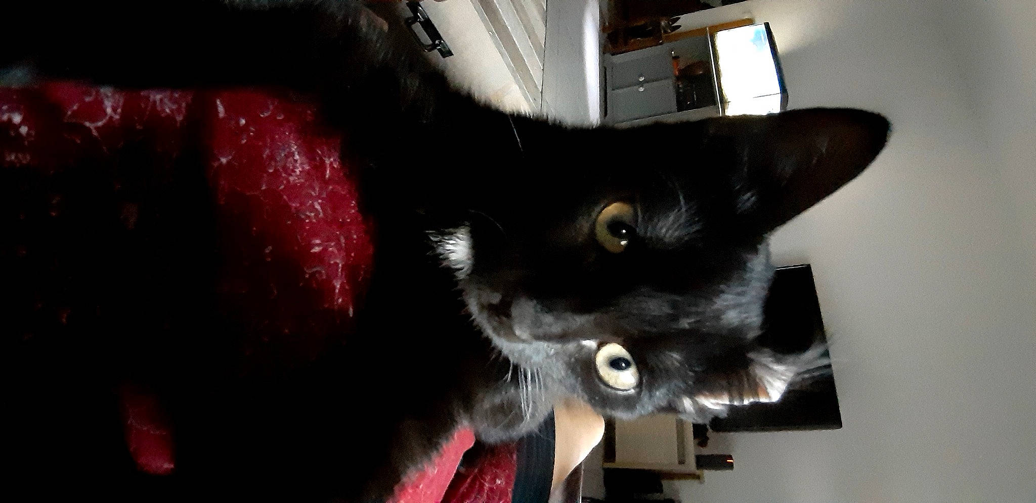 Marcel participe au concours pour gagner de l'argent avec cette photo : black_cat, bombay, carmine, carnivore, cat, claw, domestic_short_haired_cat, ear, felidae, fur, room, small_to_medium_sized_cats, snout, tail, whiskers