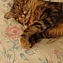 cat, tabby, sleeping, pet, bed, floral_pattern, fur, whiskers, domestic_cat, relaxation, cute, cozy, animal, indoor, closeup, paw, resting, peaceful, feline, collar