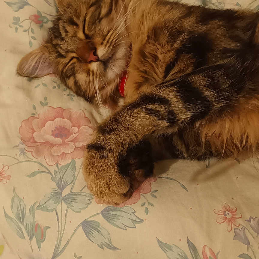 Athena participe au concours pour gagner de l'argent avec cette photo : animal, bed, cat, closeup, collar, cozy, cute, domestic_cat, feline, floral_pattern, fur, indoor, paw, peaceful, pet, relaxation, resting, sleeping, tabby, whiskers