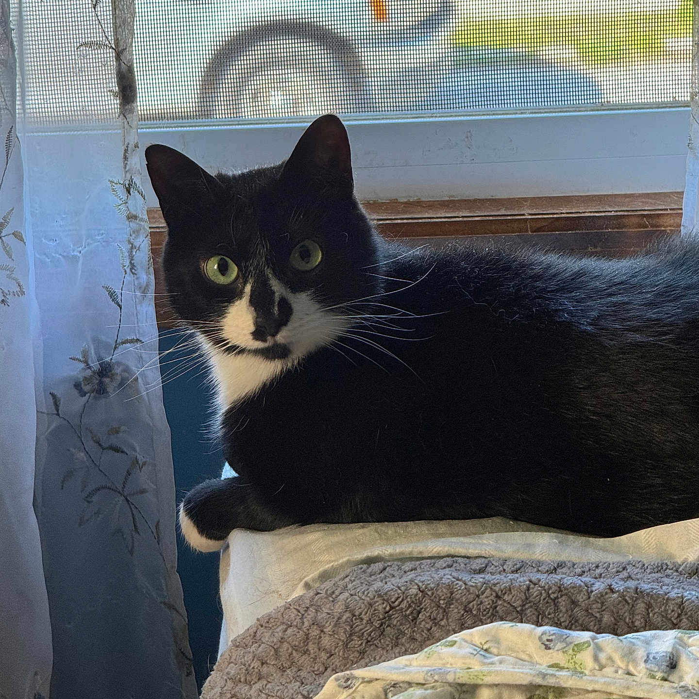 Baby Winston joined the competition — help win amazing prizes! abyssinian, animal, bed, bedroom, blackcat, blanket, cat, chair, couch, cushion, furniture, homedecor, indoors, kitten, machine, manx, pet, quilt, room, wheel