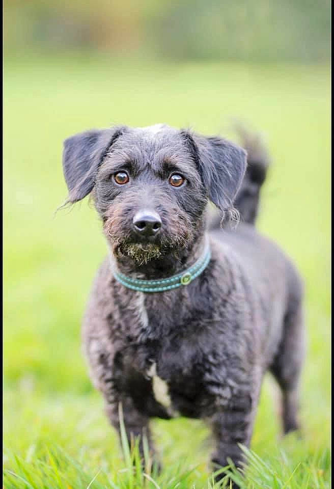 Nox is registered to the contest to win money with this photo: borador, canidae, carnivore, collar, companion_dog, dog, dog_breed, dog_collar, grass, grassland, groundcover, gun_dog, hunting_dog, liver, plant, snout, sporting_group, terrestrial_animal, working_animal, working_dog