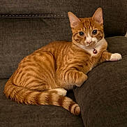 Titan is registered to the contest to win money with this photo: cat, orange_tabby, pet, indoor, couch, feline, collar, bell, relaxed, cute, striped, domestic_cat, mammal, whiskers, paw, tail, fur, looking, resting, cozy