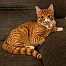 cat, orange_tabby, pet, indoor, couch, feline, collar, bell, relaxed, cute, striped, domestic_cat, mammal, whiskers, paw, tail, fur, looking, resting, cozy