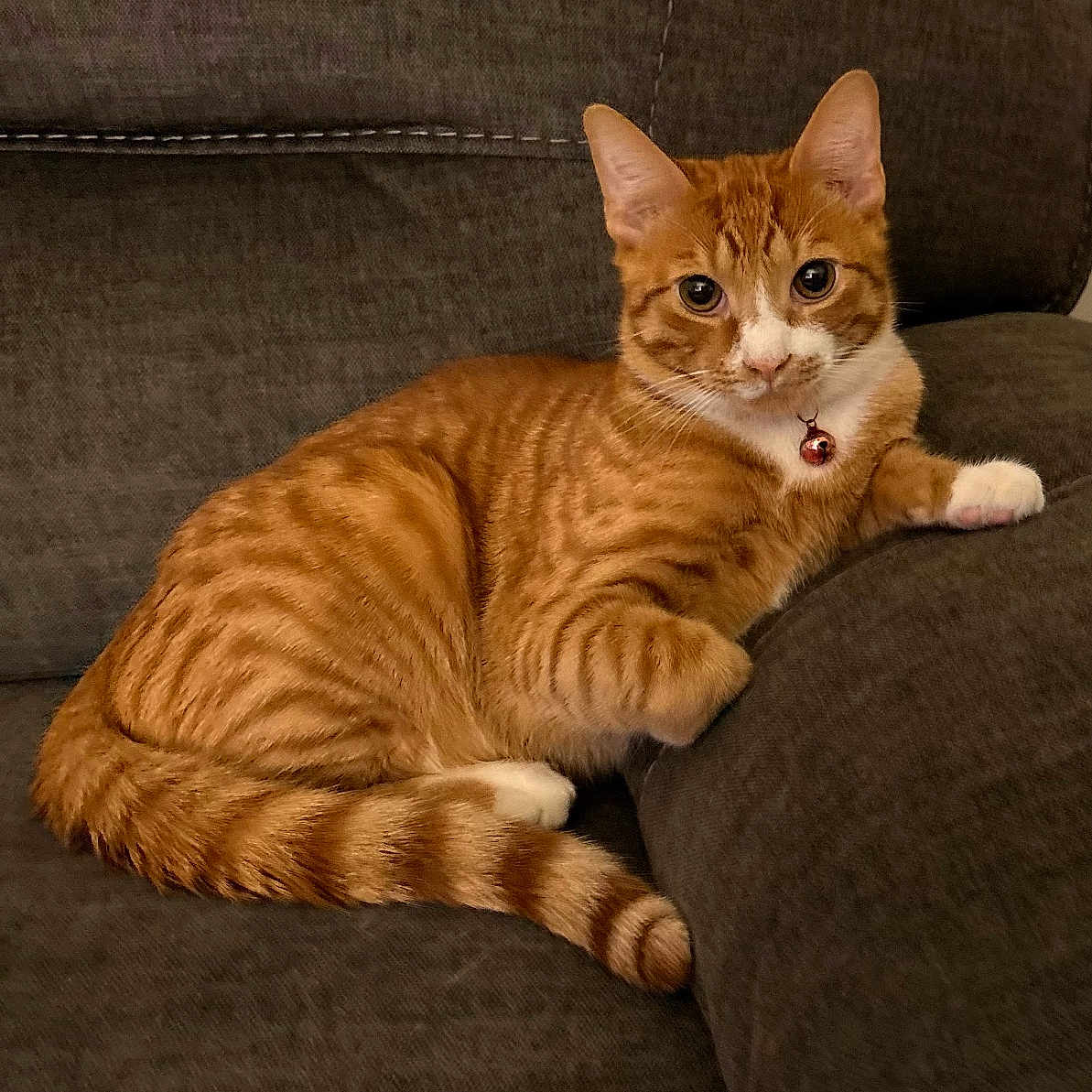 Titan is registered to the contest to win money with this photo: cat, orange_tabby, pet, indoor, couch, feline, collar, bell, relaxed, cute, striped, domestic_cat, mammal, whiskers, paw, tail, fur, looking, resting, cozy