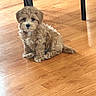 Mel Duffy is registered to the contest to win money with this photo: puppy, dog, pet, indoor, wooden_floor, floor, brown, curly_fur, small_dog, cute, animal, sitting, young_dog, domestic_animal, fur, table_leg, flooring, companion, adorable, friendly