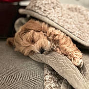 Mel Duffy is registered to the contest to win money with this photo: dog, puppy, sleeping, blanket, cozy, furniture, couch, pet, nap, fur, cute, indoor, resting, soft, brown, paw, relaxing, comfort, warm, closeup