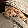 dog, puppy, sleeping, blanket, cozy, furniture, couch, pet, nap, fur, cute, indoor, resting, soft, brown, paw, relaxing, comfort, warm, closeup