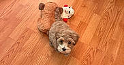 Mel Duffy is registered to the contest to win money with this photo: puppy, dog, stuffed_toy, wooden_floor, indoor, pet_bed, couch, cute, small_dog, fluffy, looking_up, toy, brown, playful, animal, pet, floor, home, young_dog, cozy