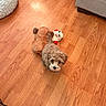 puppy, dog, stuffed_toy, wooden_floor, indoor, pet_bed, couch, cute, small_dog, fluffy, looking_up, toy, brown, playful, animal, pet, floor, home, young_dog, cozy