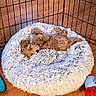 Mel Duffy joined the competition — help win amazing prizes! puppy, dog, bed, fluffy, sleeping, indoor, playpen, toy, plush_toy, wood_floor, cozy, pet, small_dog, curled_up, furry, resting, cute, domestic_animal, animal, relaxing