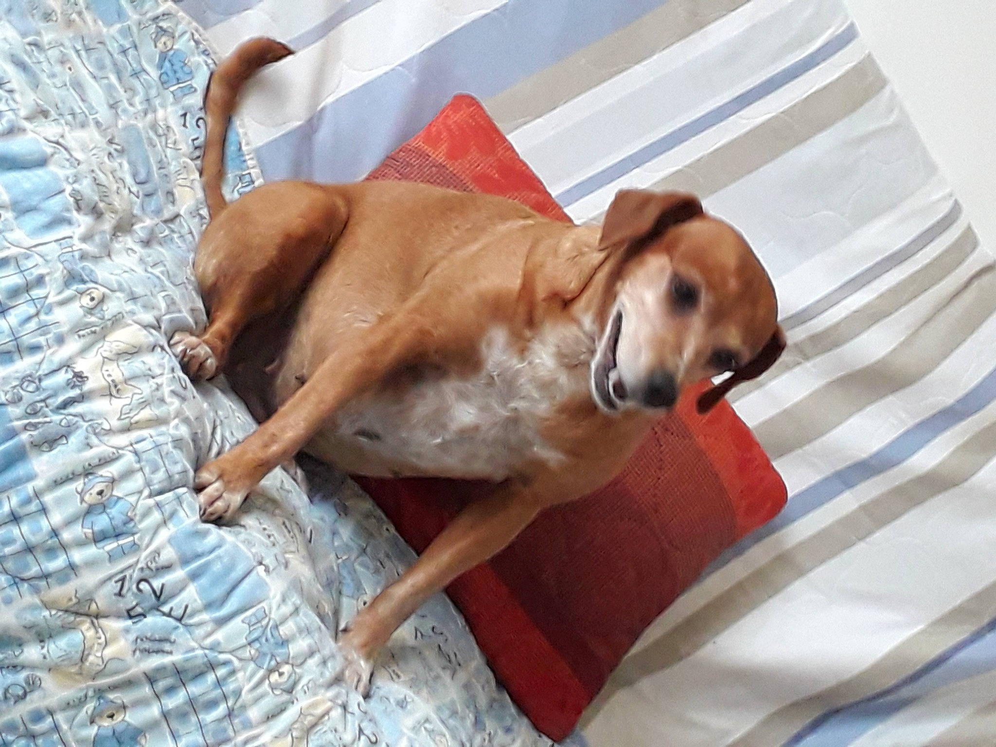 Ficelle a rejoint le concours — aidez-le/la à gagner de superbes lots ! canidae, carnivore, collar, comfort, companion_dog, dog, dog_breed, dog_supply, fawn, flooring, fur, liver, paw, pet_supply, snout, sporting_group, tail, whiskers, wood, working_animal