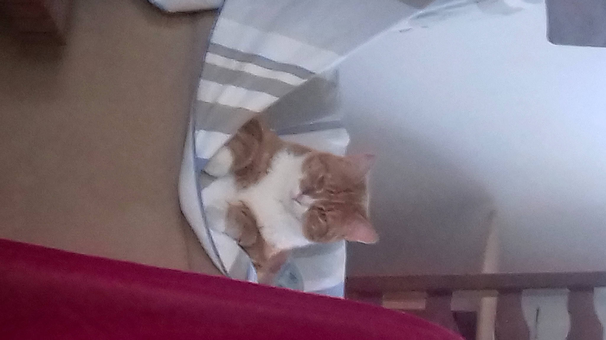 Romeo a rejoint le concours — aidez-le/la à gagner de superbes lots ! box, cardboard, carnivore, cat, cat_supply, comfort, domestic_short_haired_cat, fawn, felidae, fur, hardwood, linens, nap, room, small_to_medium_sized_cats, tail, whiskers, wood