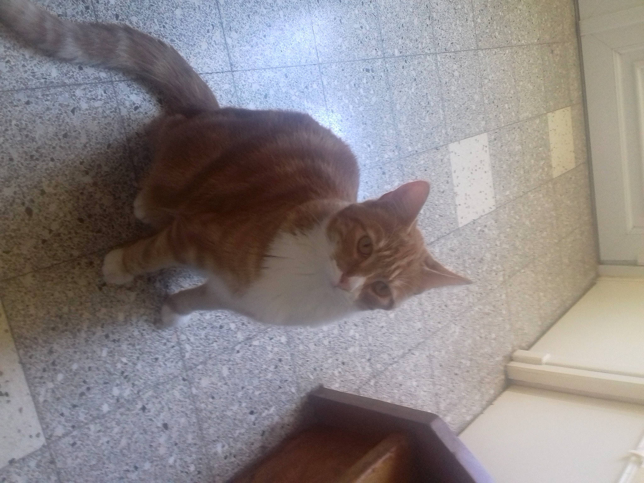 Romeo a rejoint le concours — aidez-le/la à gagner de superbes lots ! box, cardboard, carnivore, cat, comfort, domestic_short_haired_cat, fawn, felidae, floor, flooring, fur, hardwood, mammal, paw, room, small_to_medium_sized_cats, snout, tail, whiskers, wood