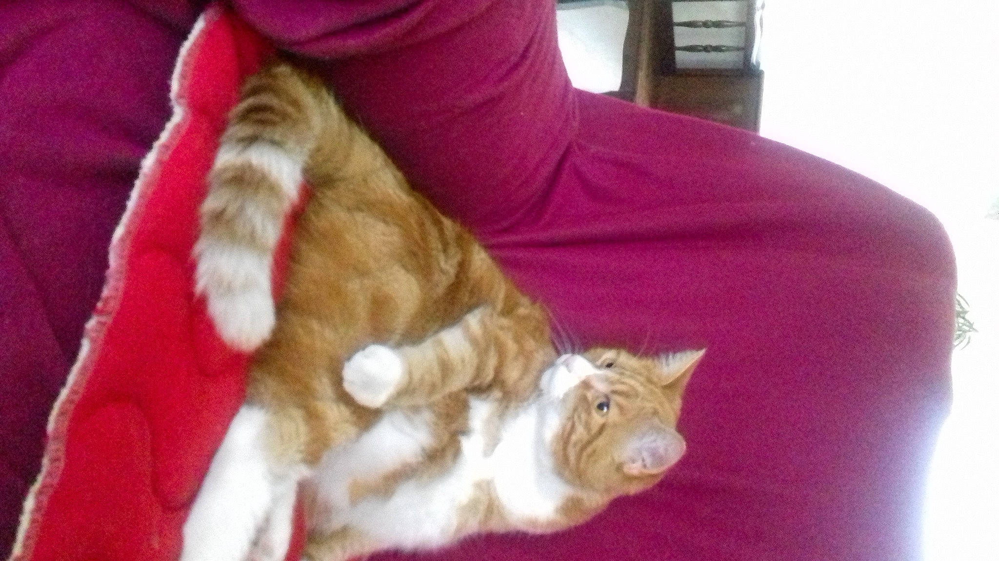 Romeo a rejoint le concours — aidez-le/la à gagner de superbes lots ! carnivore, cat, claw, comfort, companion_dog, domestic_short_haired_cat, fawn, felidae, fur, human_leg, linens, mammal, nap, paw, small_to_medium_sized_cats, tail, whiskers, wood