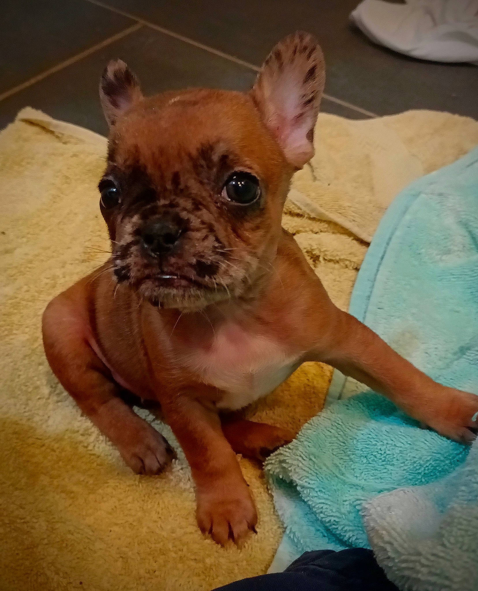 Robyn is registered to the contest to win money with this photo: bulldog, canidae, carnivore, chihuahua, comfort, companion_dog, dog, dog_breed, ear, eye, fawn, head, liver, snout, sporting_group, terrestrial_animal, toy_dog, whiskers, working_animal, wrinkle