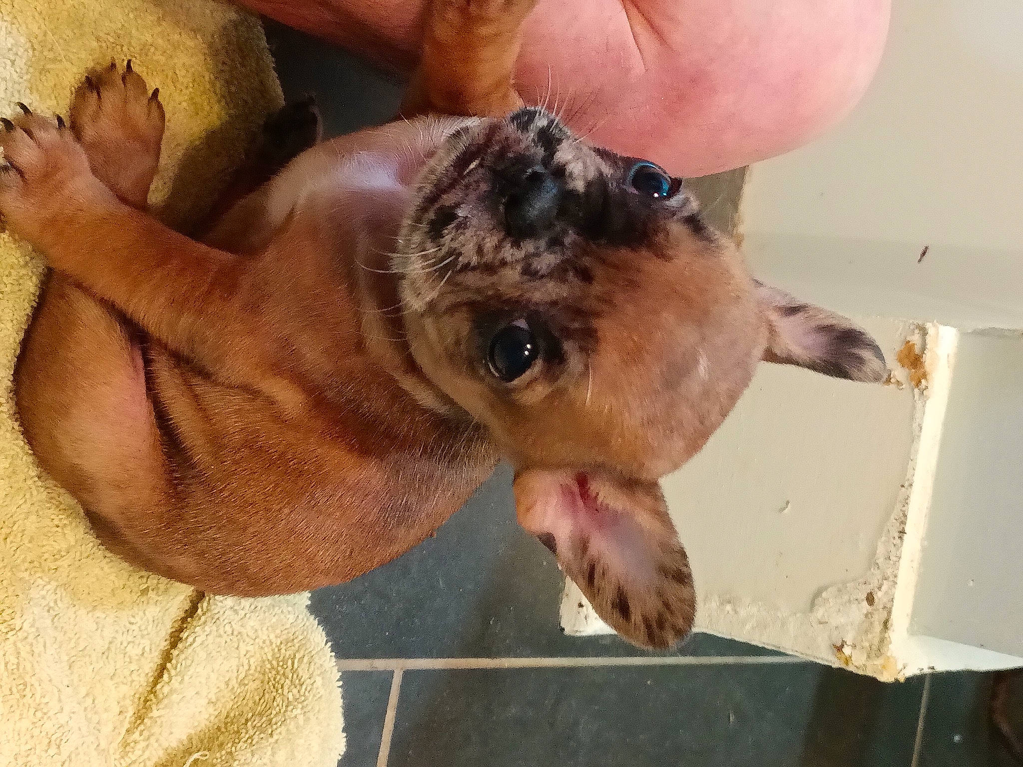 Robyn is registered to the contest to win money with this photo: canidae, carnivore, companion_dog, dog_breed, fawn, fur, livestock, paw, puppy, reptile, snout, softshell, sporting_group, terrestrial_animal, tortoise, whiskers, wildlife, wildlife_biologist, working_animal, wrinkle