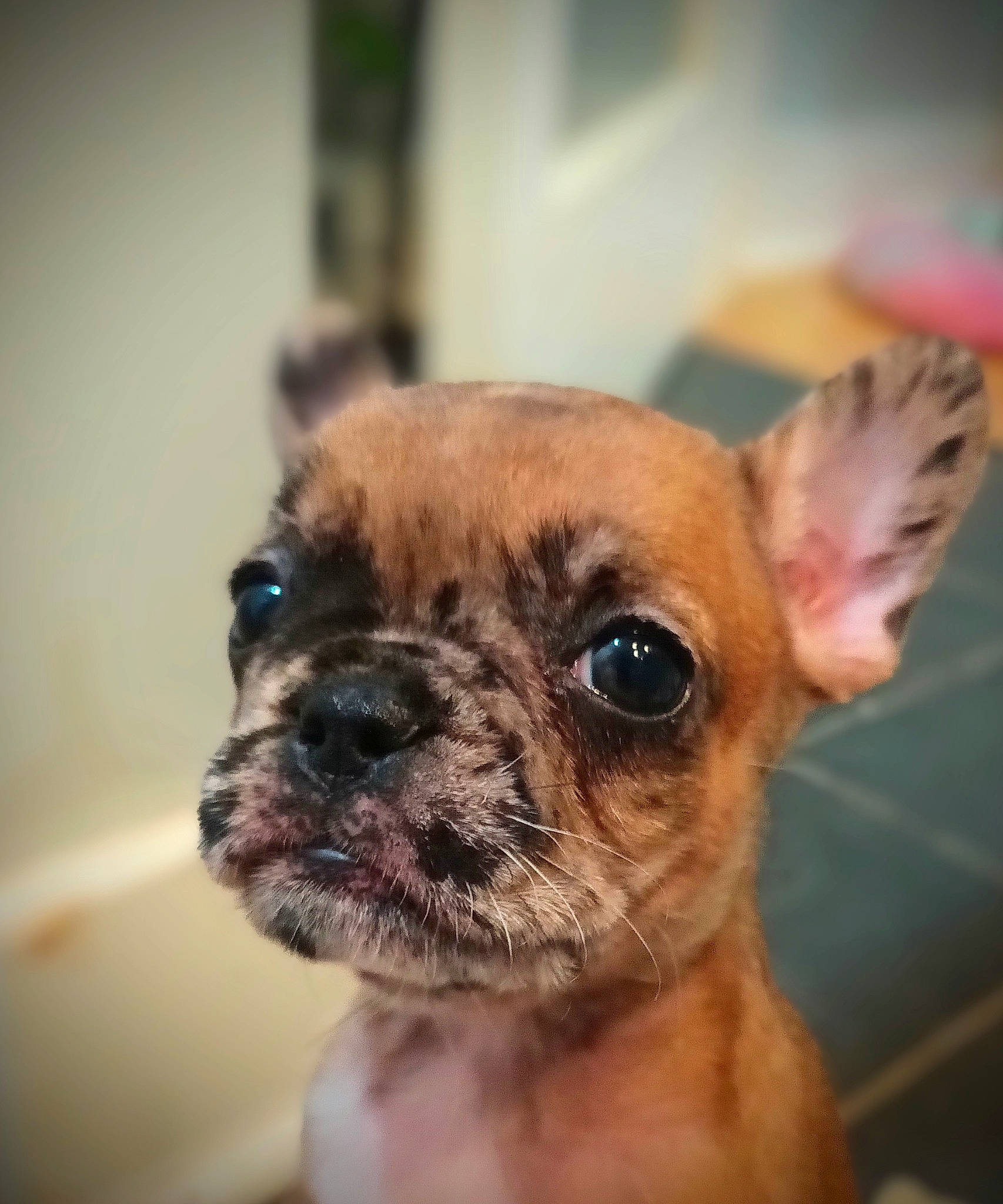 Robyn joined the competition — help win amazing prizes! canidae, carnivore, companion_dog, dog, dog_breed, dog_supply, ear, eye, fawn, fur, liver, non_sporting_group, pug, snout, sporting_group, terrestrial_animal, toy_dog, whiskers, working_animal, wrinkle