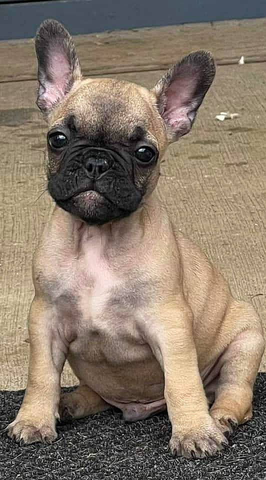 Beau joined the competition — help win amazing prizes! ancient_dog_breeds, bulldog, canidae, carnivore, companion_dog, dog, dog_breed, ear, fawn, grass, non_sporting_group, pug, snout, terrestrial_animal, toy_dog, whiskers, working_animal, wrinkle