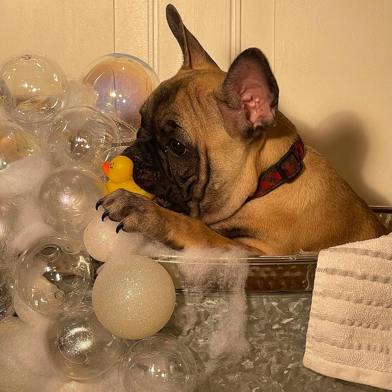 Beau is registered to the contest to win money with this photo: art, bulldog, carnivore, comfort, companion_dog, dog, dog_breed, dog_supply, fawn, ornament, pug, serveware, snout, sporting_group, tableware, terrestrial_animal, toy_dog, whiskers, working_animal, wrinkle