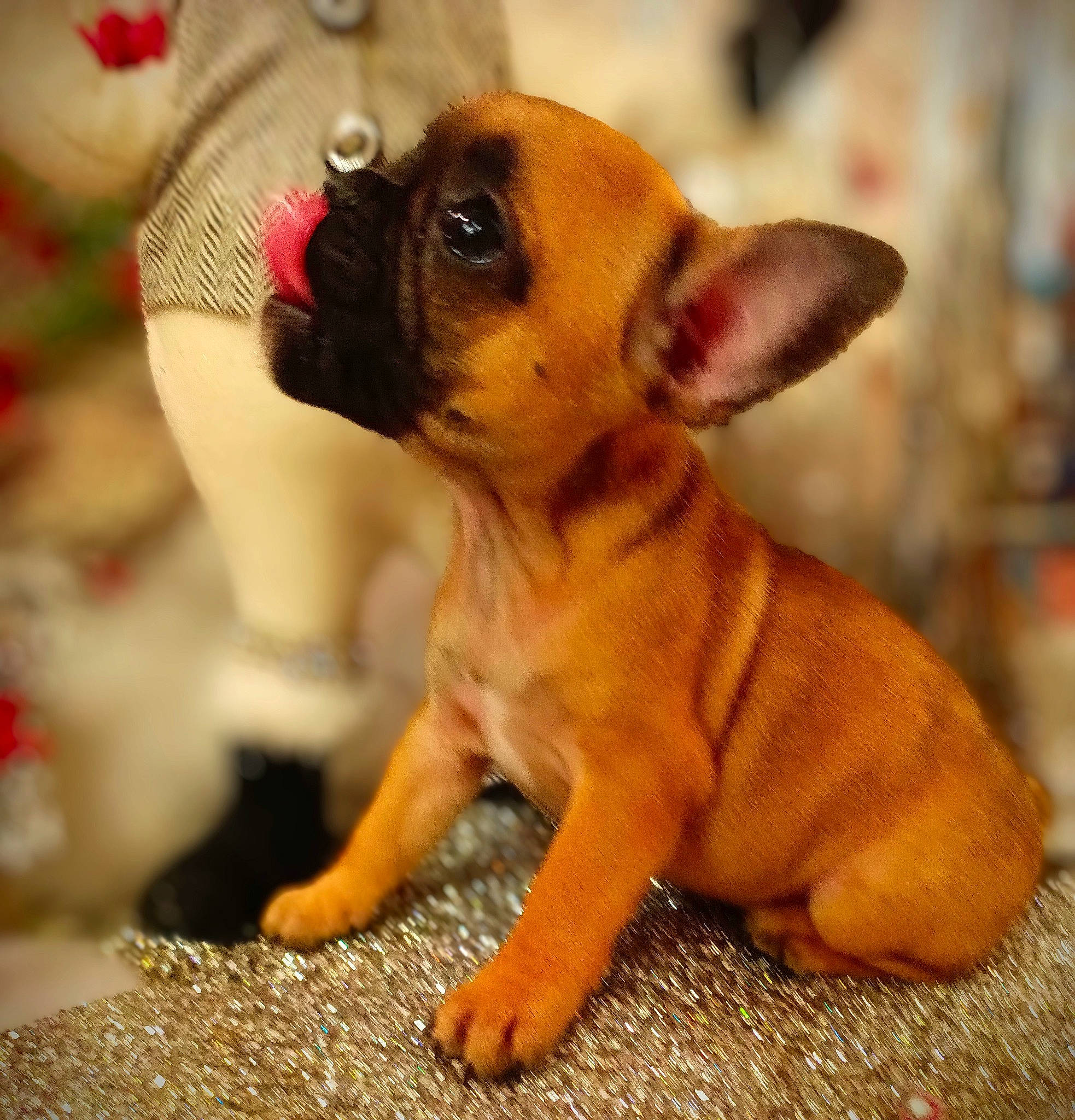 Baby is registered to the contest to win money with this photo: canidae, carnivore, chihuahua, companion_dog, corgi_chihuahua, dog, dog_breed, ear, fawn, fur, lancashire_heeler, paw, russkiy_toy, snout, terrestrial_animal, toy_dog, whiskers, working_animal