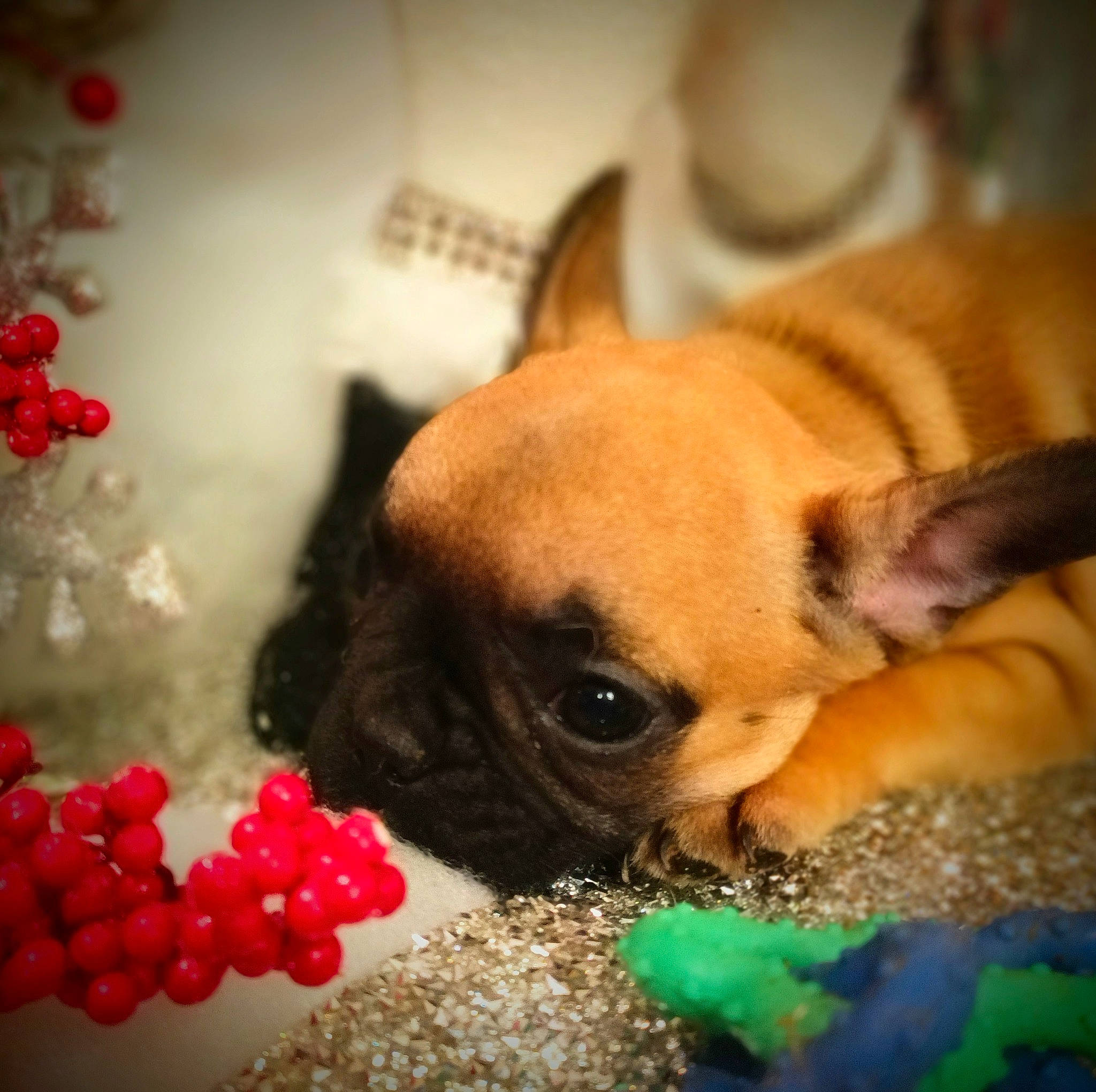 Baby is registered to the contest to win money with this photo: berry, boston_terrier, canidae, carnivore, chihuahua, close_up, companion_dog, dog, dog_breed, fawn, fruit, fur, petal, plant, puppy_love, snout, sporting_group, toy_dog, whiskers, working_animal